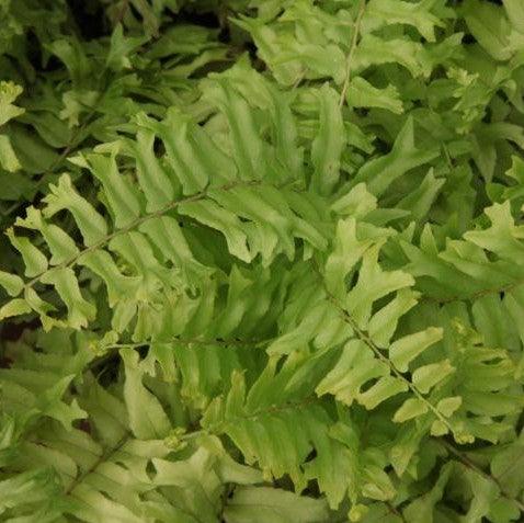 Stunning Compact Fish Tail Fern Plant | Nephrolepis biserrata compacta for Sale