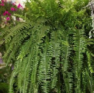 Exotic Wavy Margin Fern (Nephrolepis exaltata undulifolia) for Sale