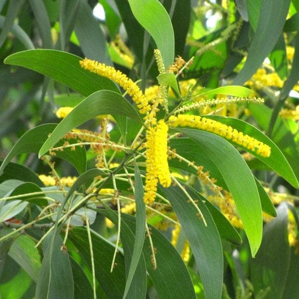 Acacia Auriculiformis, Australian Babul - Plant