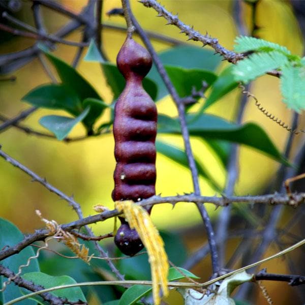 Acacia Concinna, Shikakai - Plant