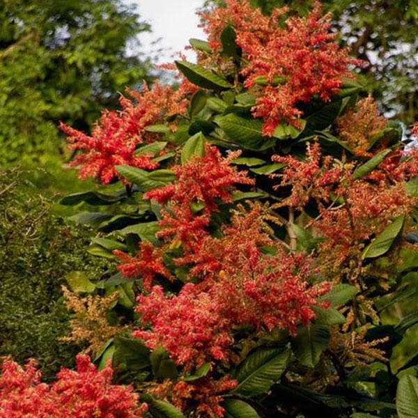 Ant Tree, Triplaris Americana - Plant