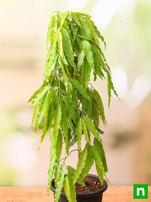 Ashoka Tree, Pendula Ashok - Plant