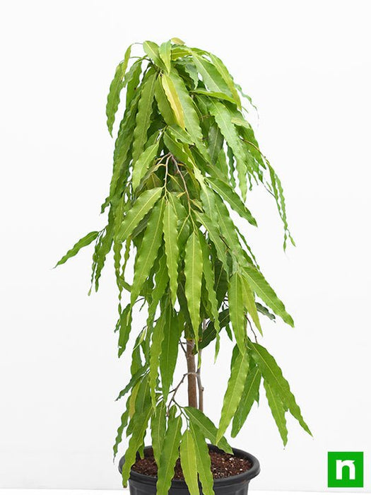 Ashoka Tree, Pendula Ashok - Plant