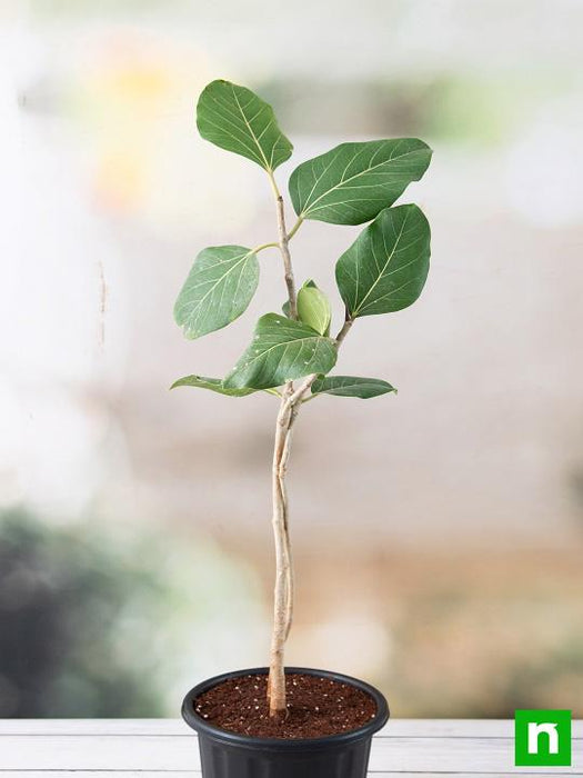 Banyan Tree, Ficus benghalensis - Plant