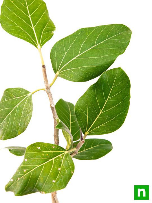 Banyan Tree, Ficus benghalensis - Plant