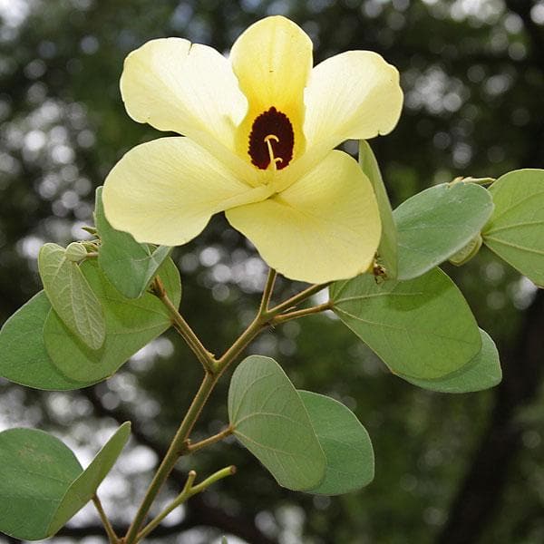 Bauhinia Tomentosa, Yellow Bauhinia - Plant