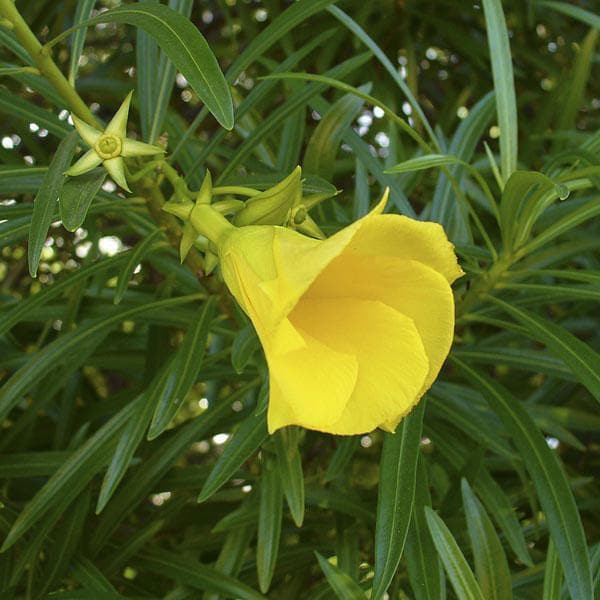 Cascabela Thevetia, Yellow Oleander, Bitti (Yellow) - Plant