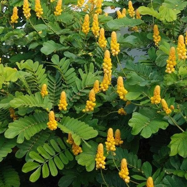 Ringworm Bush, Cassia alata - Plant