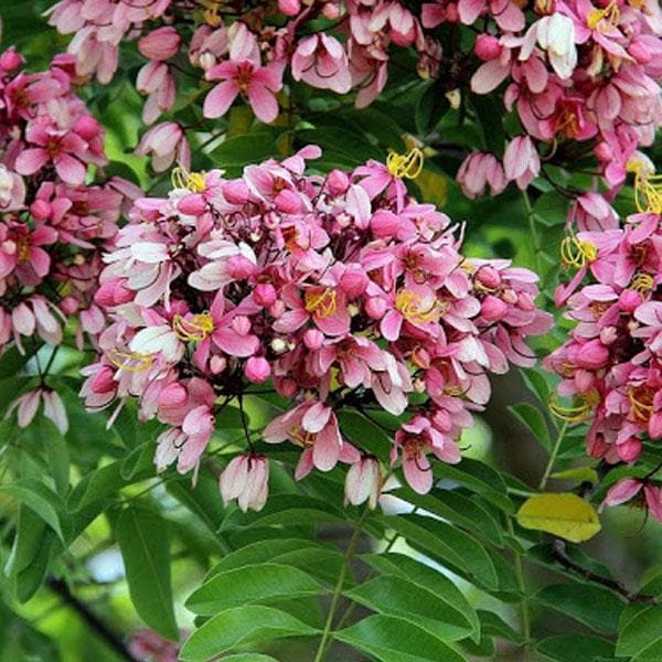 Pink Shower, Cassia Grandis - Plant