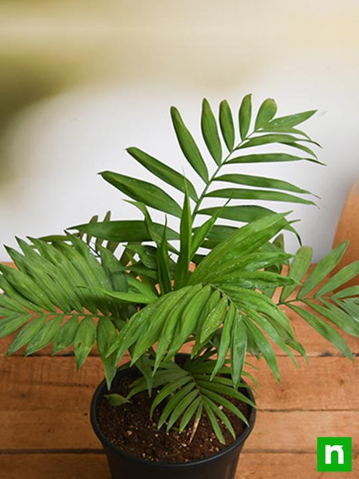 Chamaedorea elegans, Parlour Palm - Plant