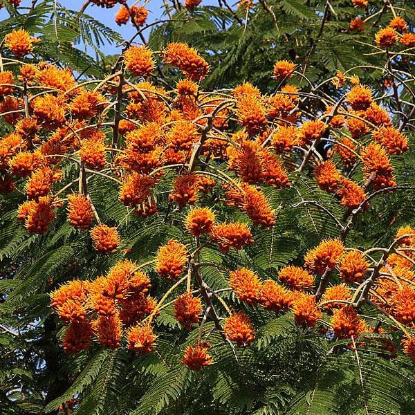 Colville's Glory, Colvillea Racemosa - Plant