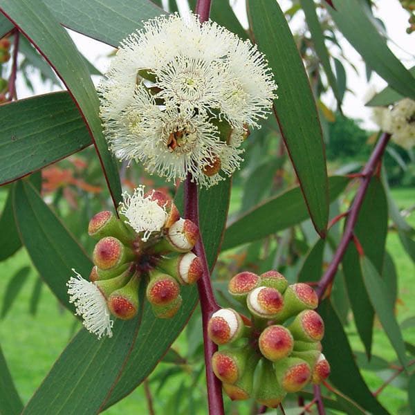 Eucalyptus Tree, Nilgiri Tree - Plant