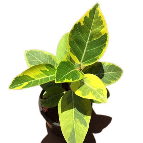 Ficus Benghalensis Variegata, Banyan Variegated - Plant