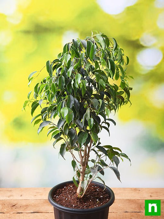 Ficus Benjamina, Weeping Fig - Plant