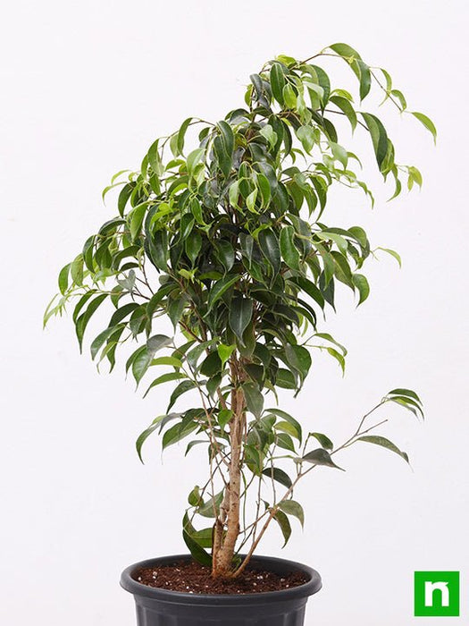 Ficus Benjamina, Weeping Fig - Plant