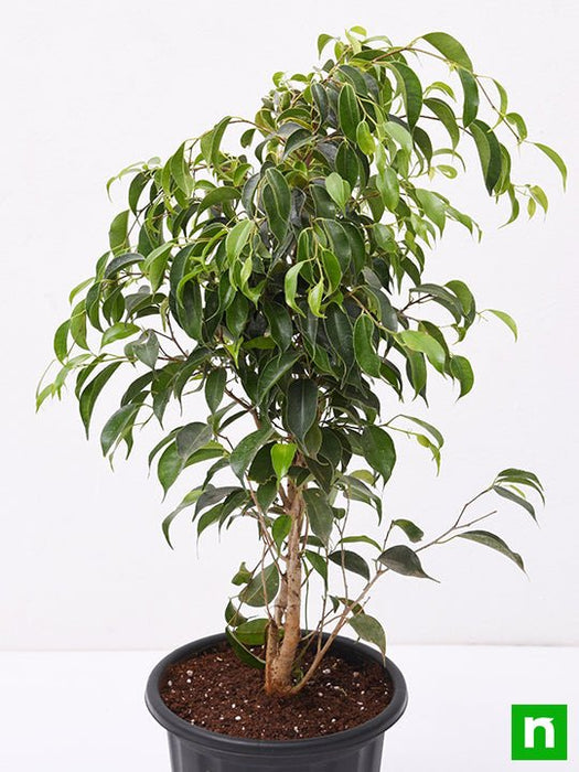 Ficus Benjamina, Weeping Fig - Plant