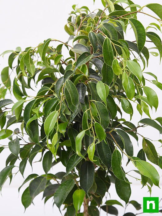 Ficus Benjamina, Weeping Fig - Plant