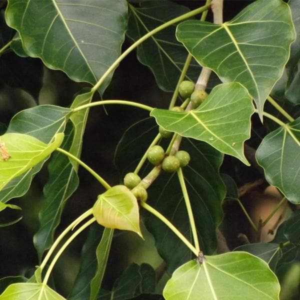 Ficus Infectoria, White Fig - Plant