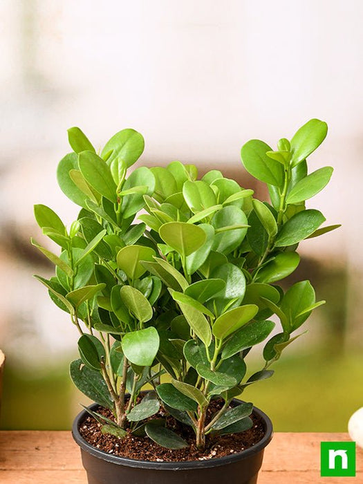 Ficus Moclame, Ficus microcarpa - Plant