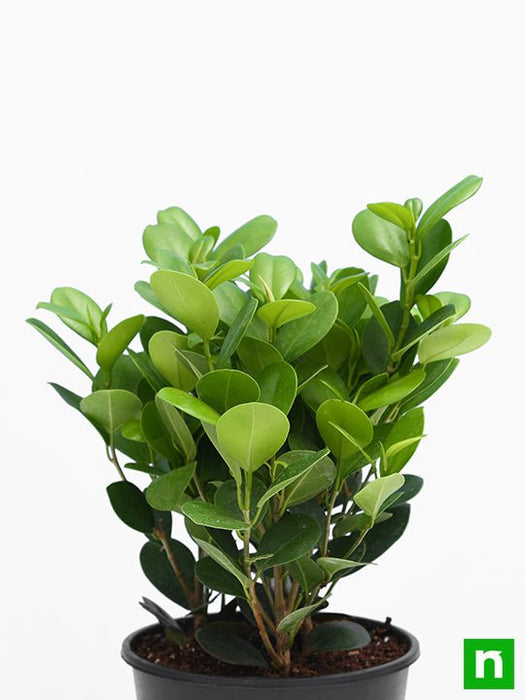 Ficus Moclame, Ficus microcarpa - Plant