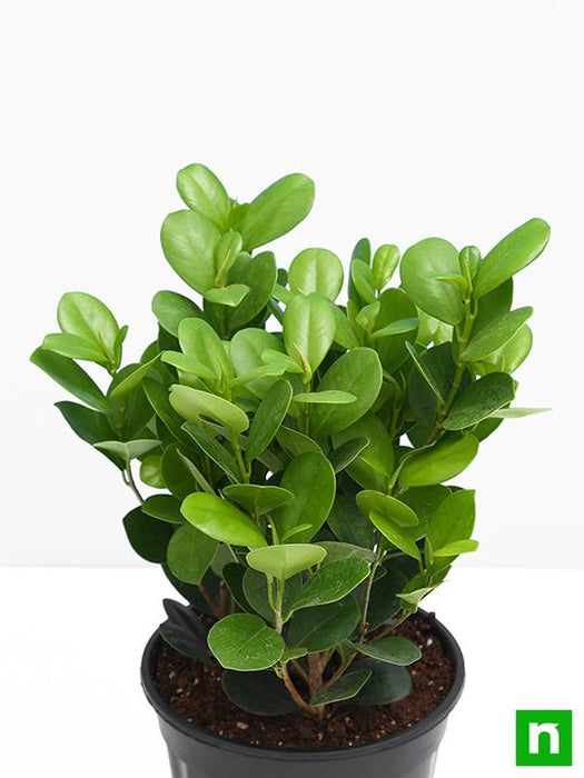 Ficus Moclame, Ficus microcarpa - Plant