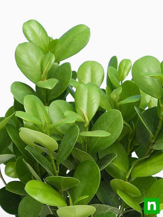 Ficus Moclame, Ficus microcarpa - Plant