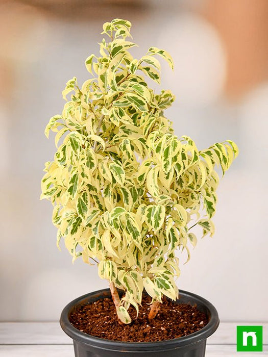 Ficus Starlight, Ficus benjamina - Plant