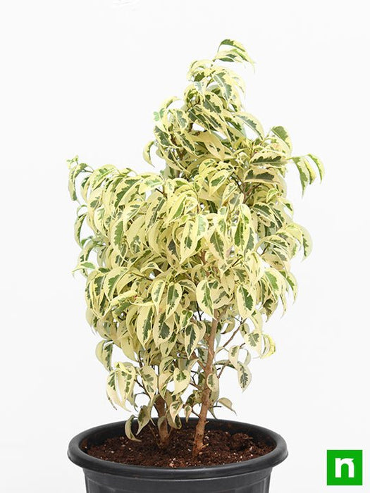 Ficus Starlight, Ficus benjamina - Plant