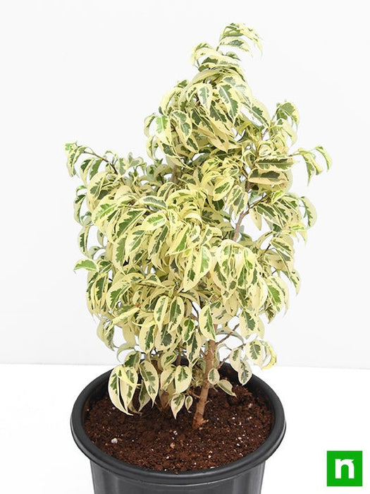 Ficus Starlight, Ficus benjamina - Plant