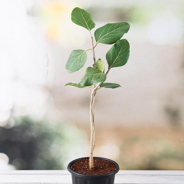 Banyan Tree, Ficus benghalensis - Plant