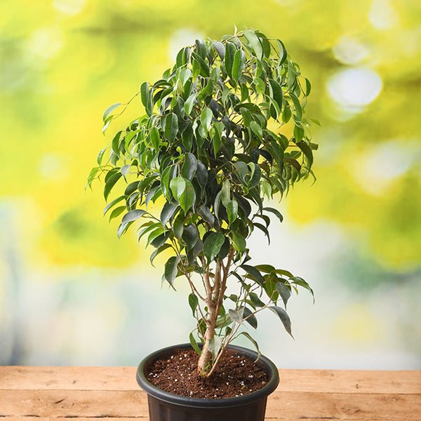 Ficus Benjamina, Weeping Fig - Plant