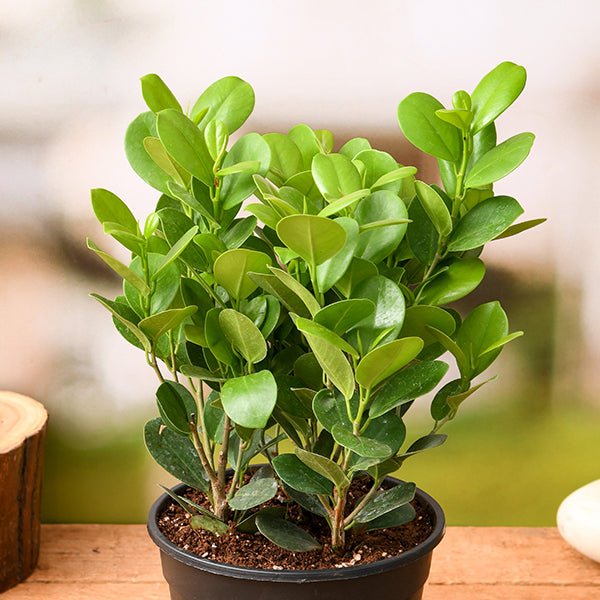 Ficus Moclame, Ficus microcarpa - Plant