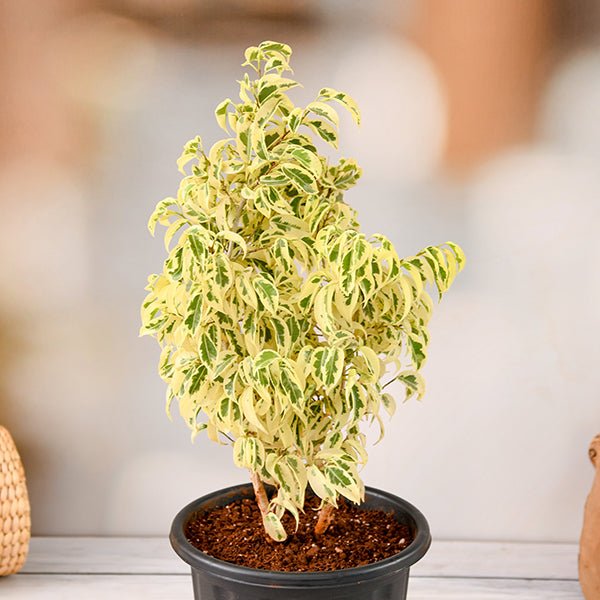 Ficus Starlight, Ficus benjamina - Plant