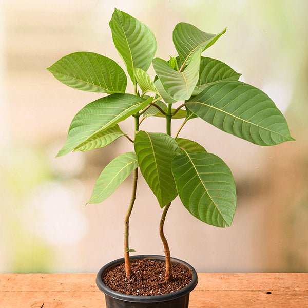 Kadam Tree, Kadamb - Plant