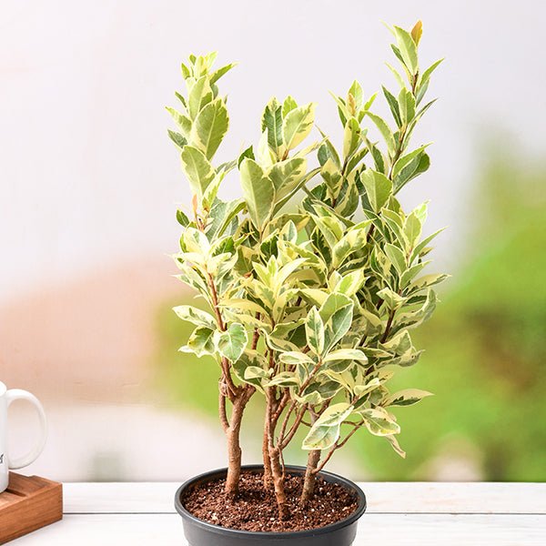 Ficus Safari, Ficus benjamina - Plant