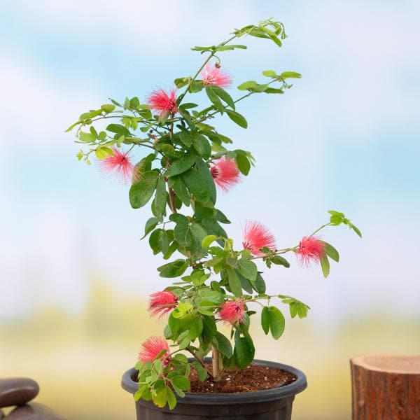 Powder Puff Plant, Calliandra - Plant