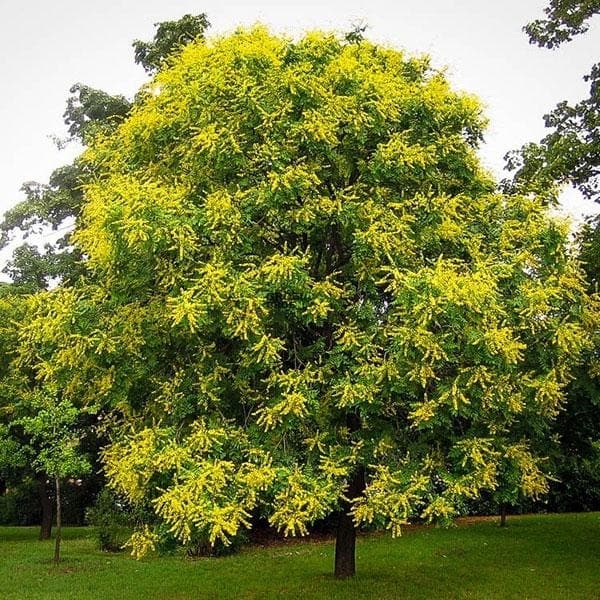 Golden Rain Tree, Koelreuteria Paniculata - Plant