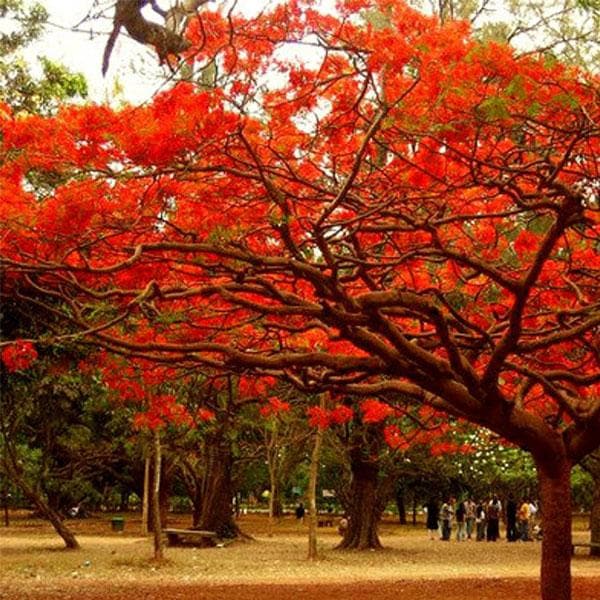 Gulmohar Tree, Delonix regia - Plant