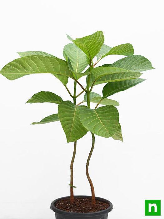 Kadam Tree, Kadamb - Plant