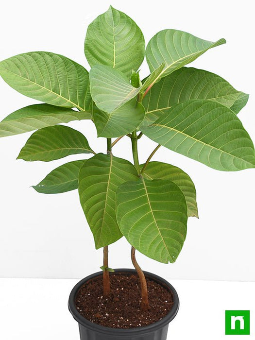 Kadam Tree, Kadamb - Plant