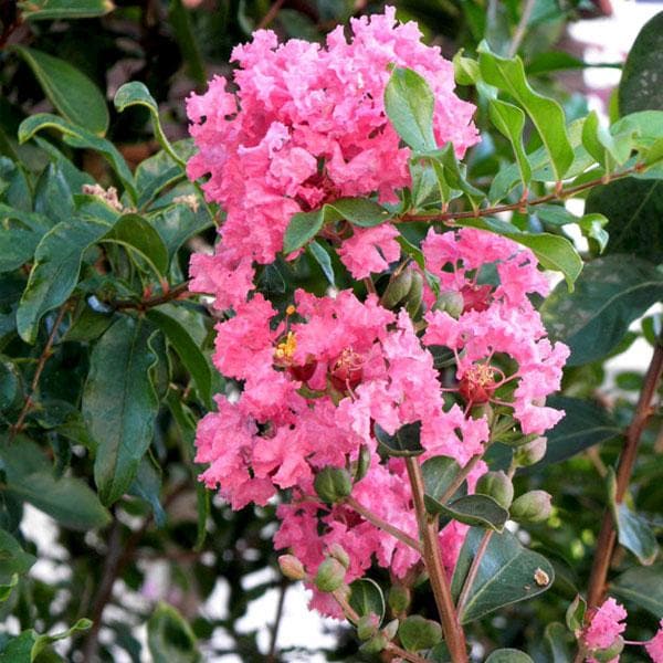 Lagerstroemia Indica, Common Crape Myrtle - Plant