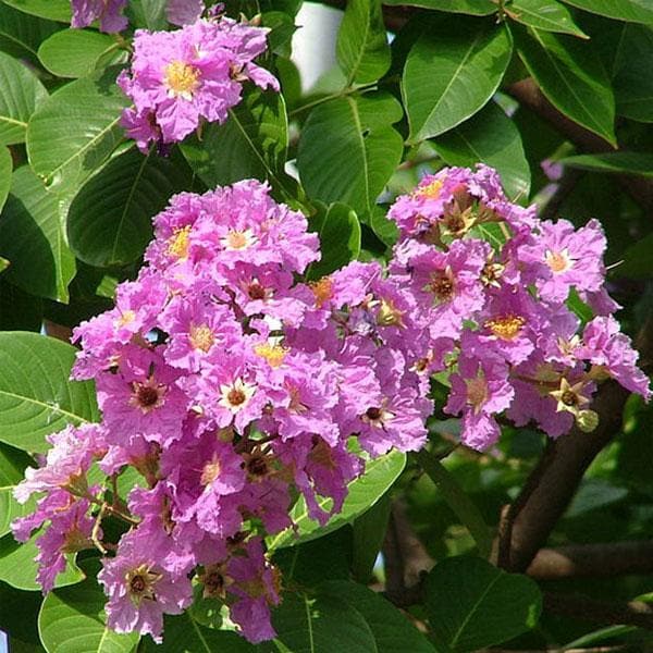 Lagerstroemia Speciosa, Pride of India, Taman - Plant