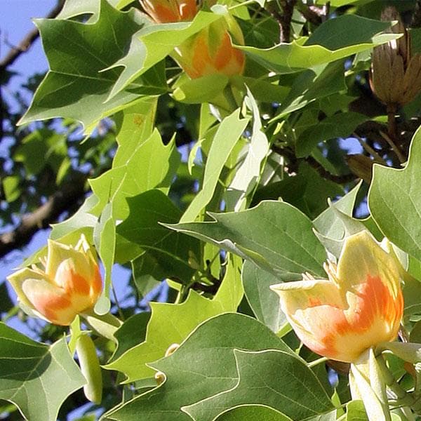 Liriodendron, Tulip Tree, Tulip Poplar - Plant