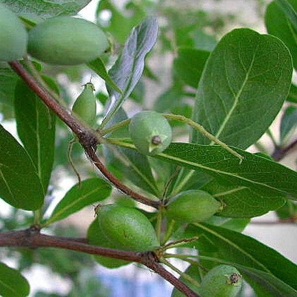 Madagascar Almond, Mini Badam, Terminalia mantaly - Plant