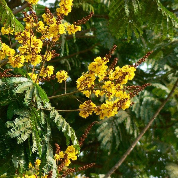 Peltophorum, Peela Gulmohar - Plant