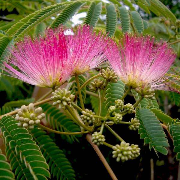 Albizia julibrissin, Pink Siris - Plant