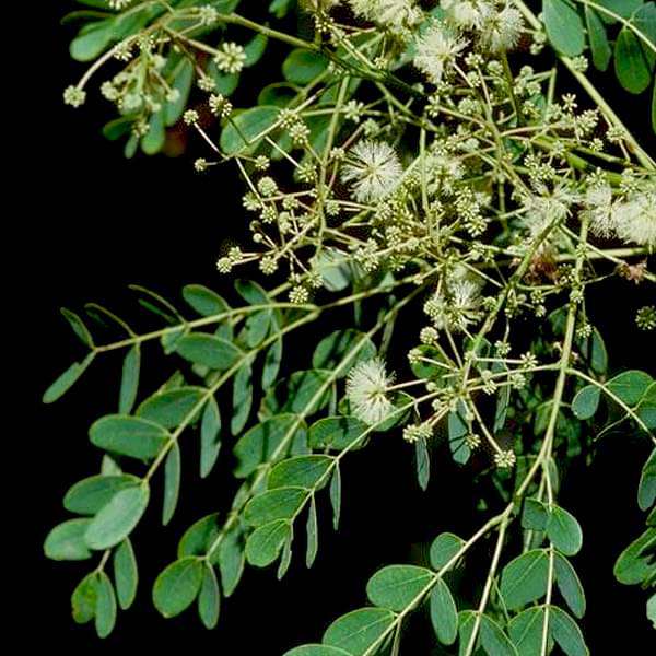 Albizia Procera, siris - plant