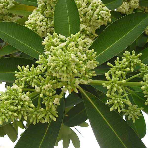 Alstonia Scholaris, Dita Tree, Saptaparni - Plant