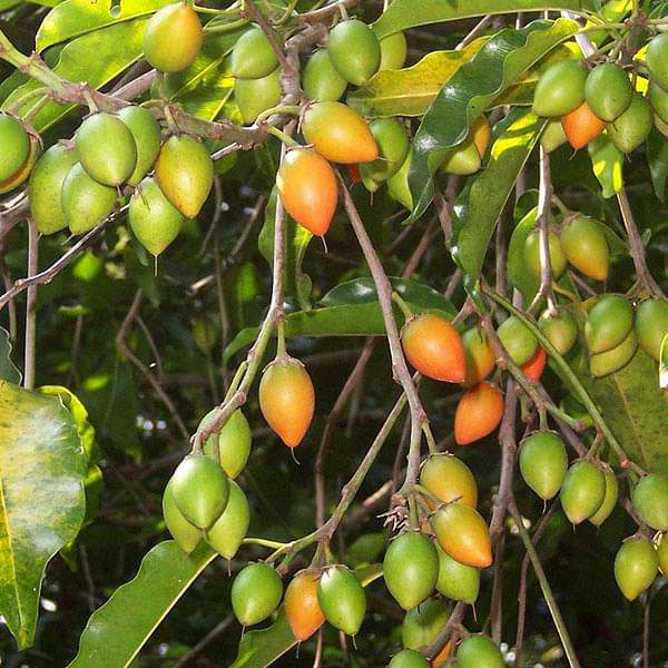 Bakul, Maulsari, Vajradhanthi - Plant