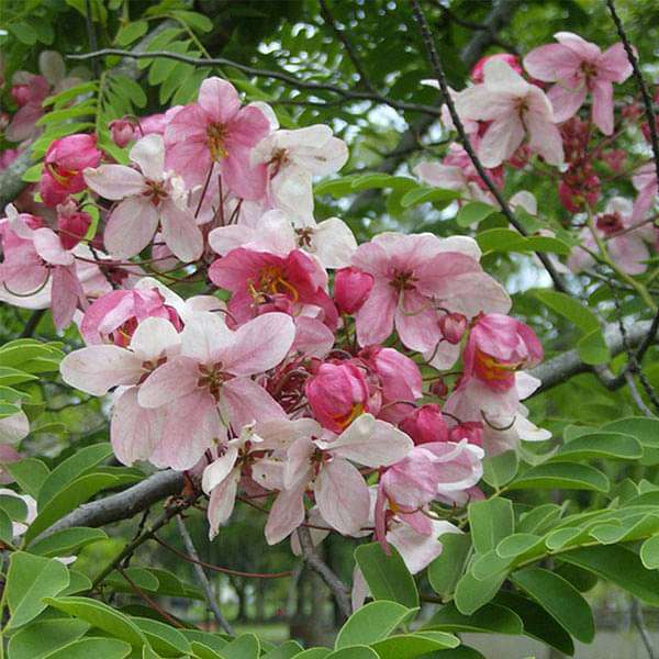 Cassia Javanica, Pink Shower - Plant